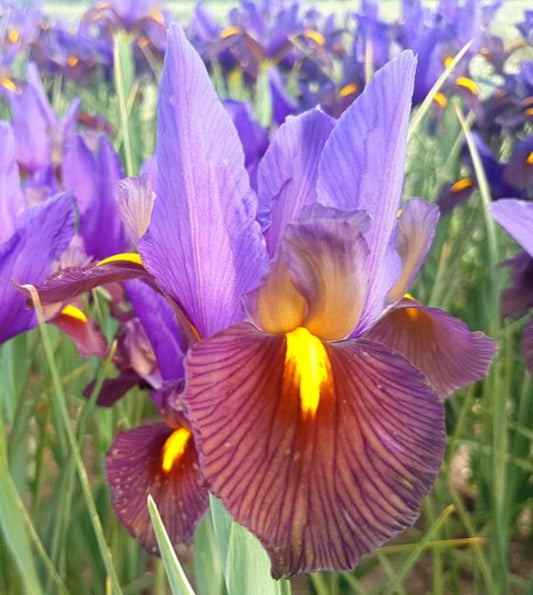 dutch iris eye of the tiger shop now at flower + furbishBulbs, garden, shipping