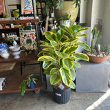 ficus altissima (yellow gem) shop now at flower + furbishbright indirect light, moist, toxic