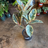 ficus tineke ficus from flower + furbish Shop now at flower + furbish