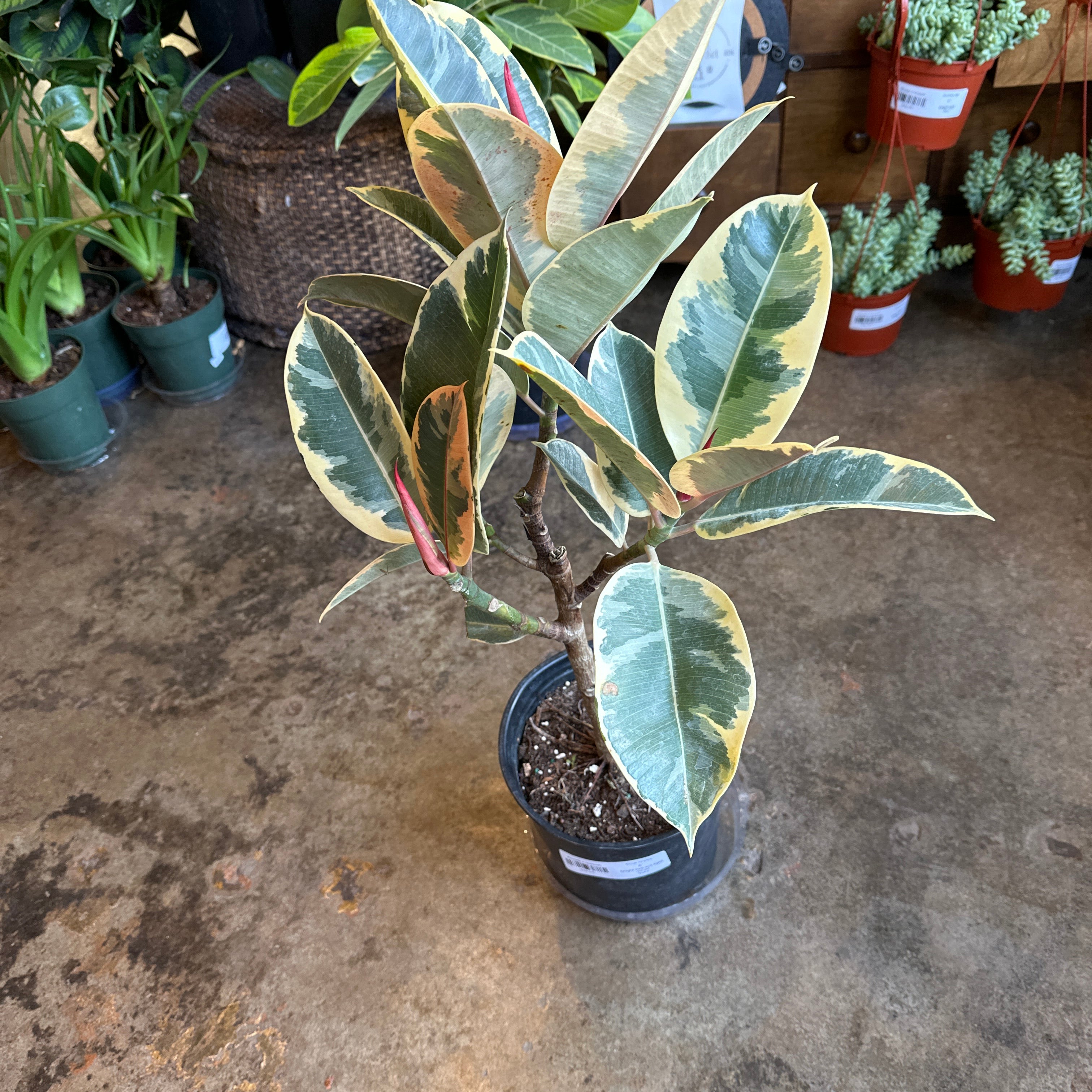 ficus tineke ficus from flower + furbish Shop now at flower + furbish