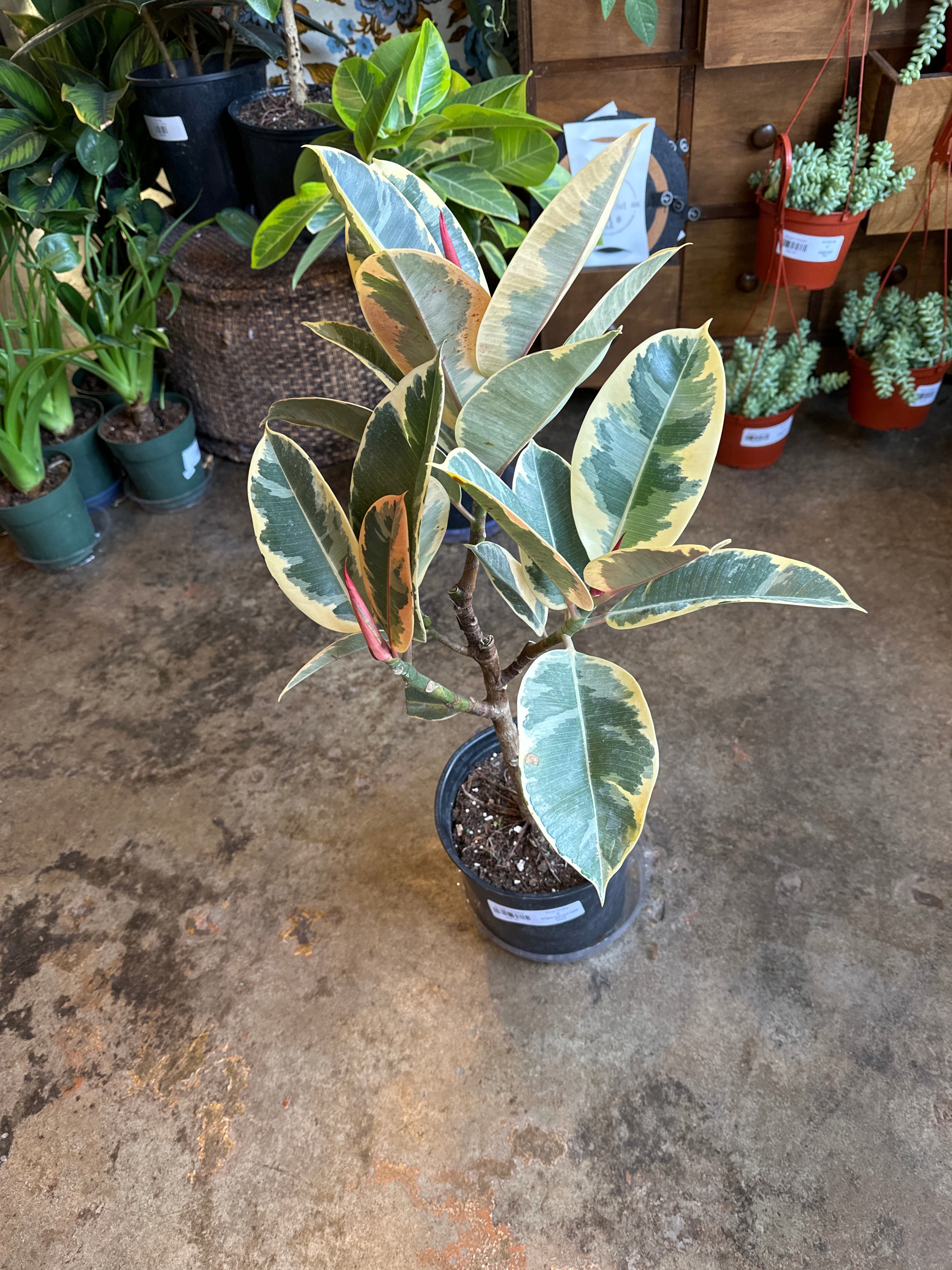 ficus tineke ficus from flower + furbish Shop now at flower + furbish