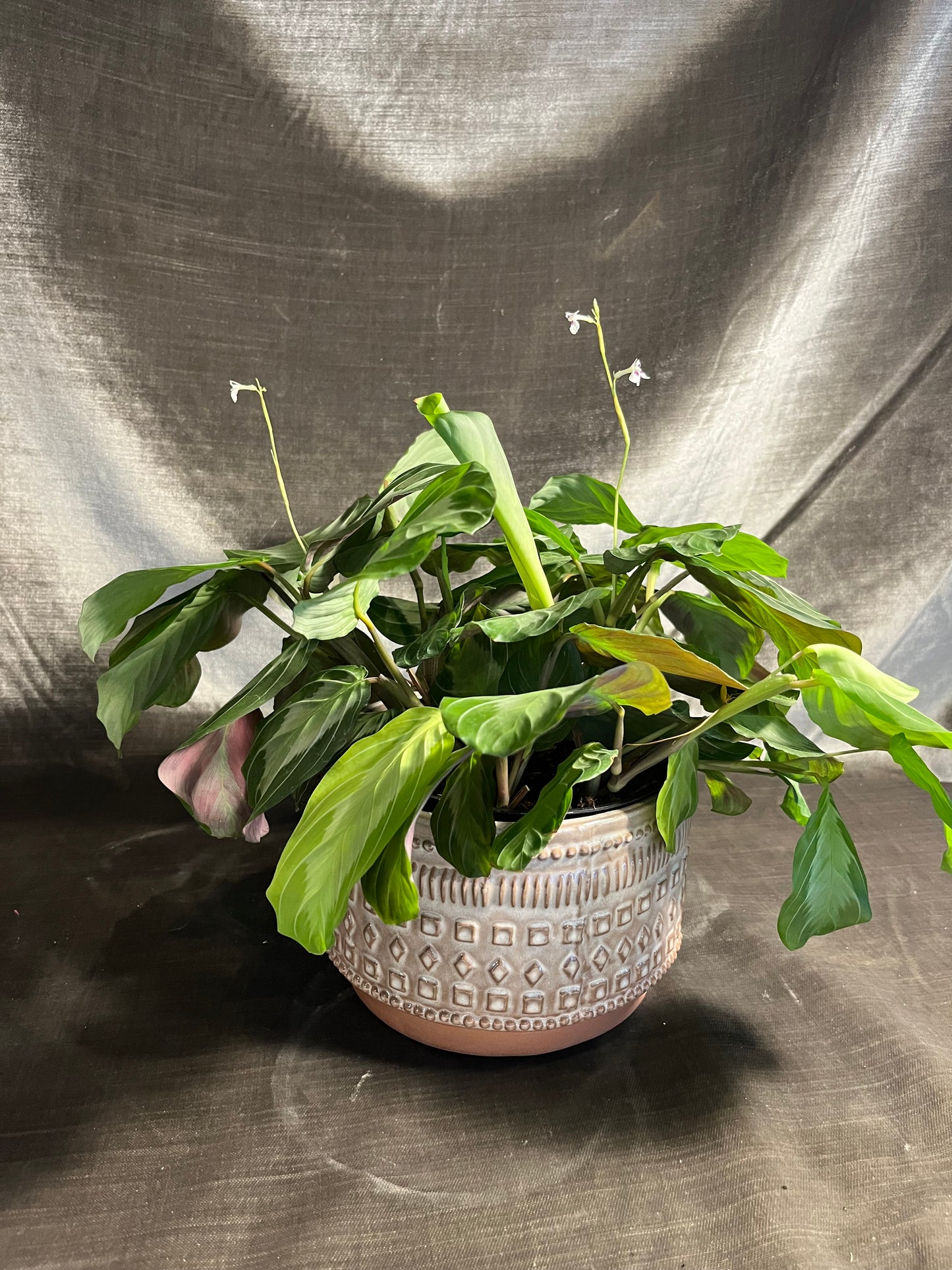 freja pot plant pot from flower + furbish Shop now at flower + furbish