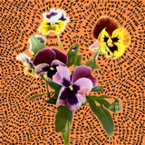 pansy vinyl sticker Sticker from flower + furbish Shop now at flower + furbish