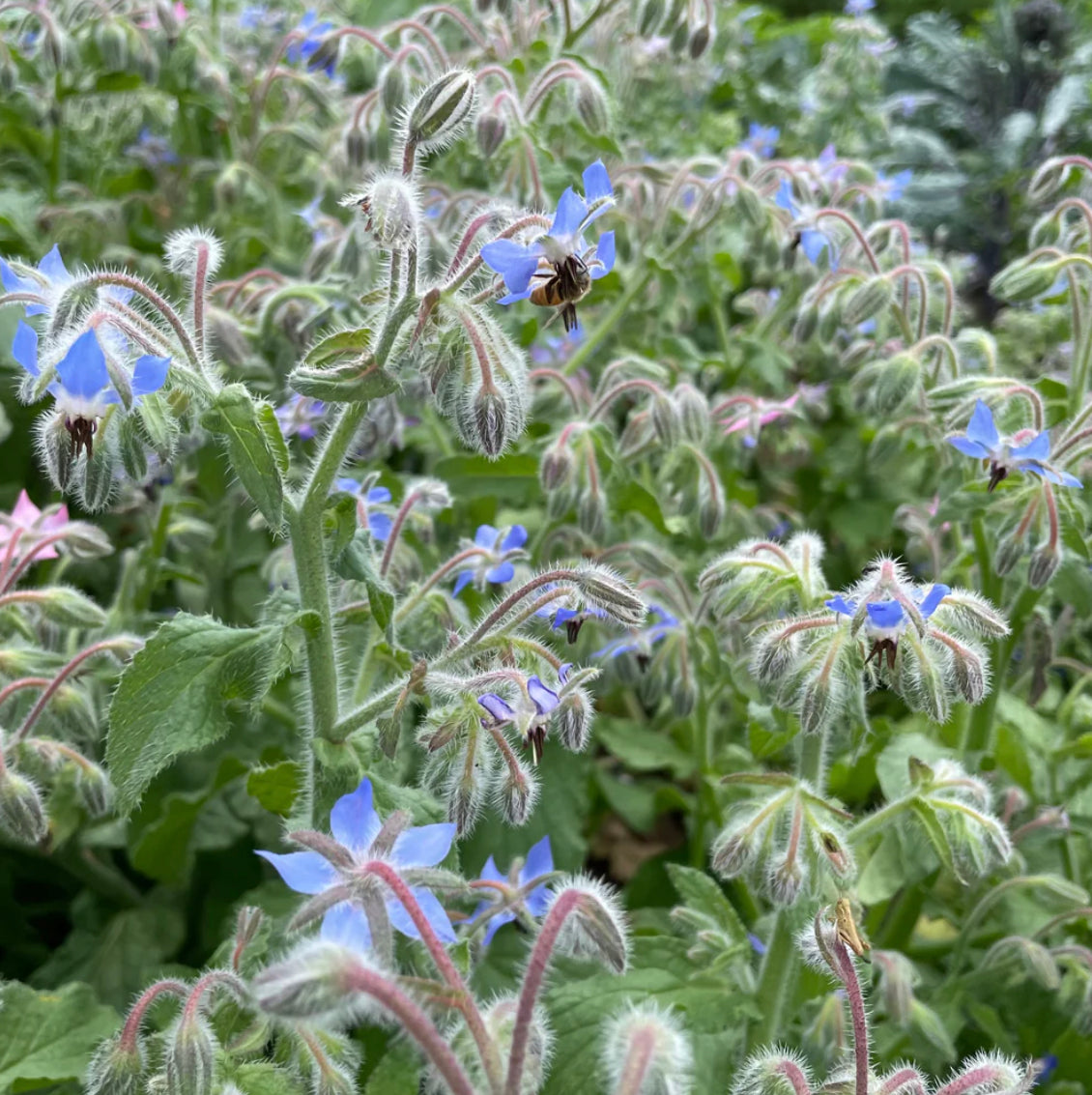 hudson valley borage seeds seed from flower + furbish Shop now at flower + furbish