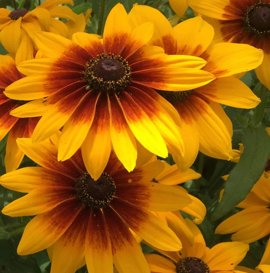 hudson valley campfire rudbeckia seeds seed from flower + furbish Shop now at flower + furbish