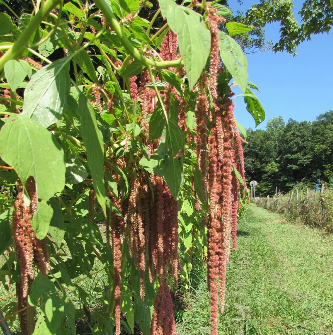 hudson valley coral fountain amaranth seeds seed from flower + furbish Shop now at flower + furbish