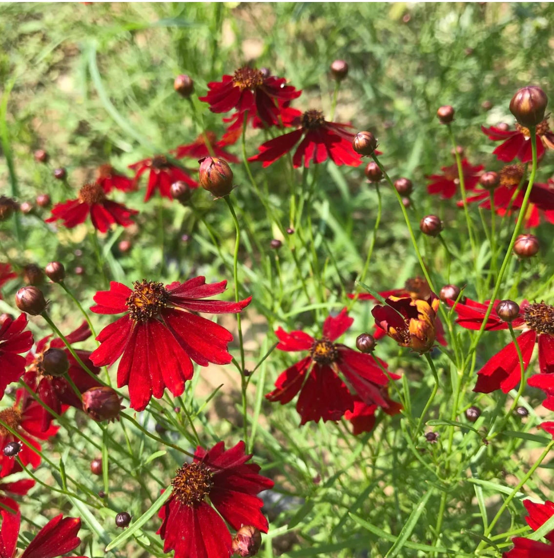 hudson valley dyer’s coreopsis seeds seed from flower + furbish Shop now at flower + furbish