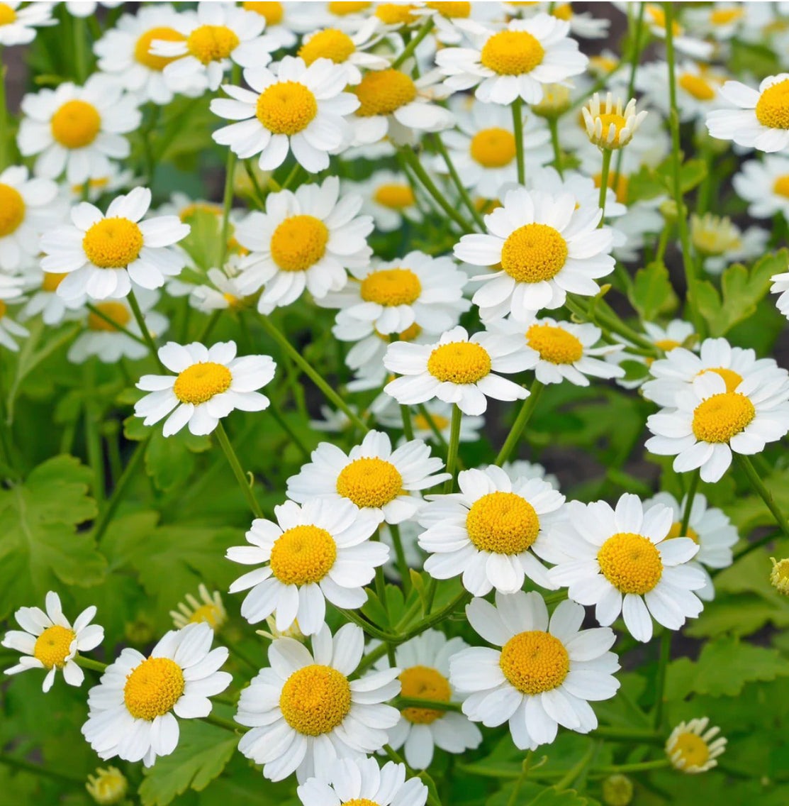 hudson valley feverfew seeds seed from flower + furbish Shop now at flower + furbish