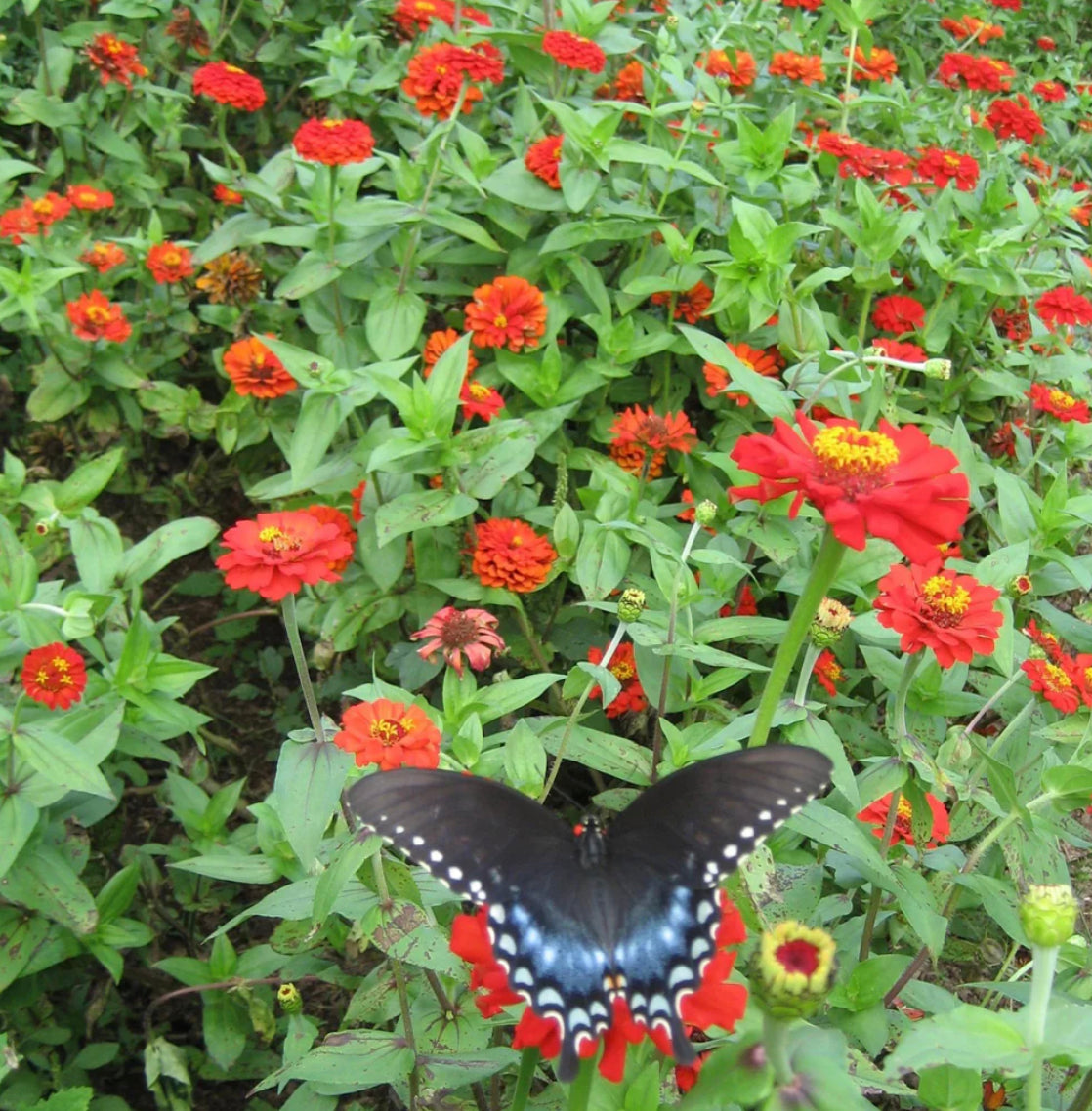 hudson valley gift zinnia seeds seed from flower + furbish Shop now at flower + furbish