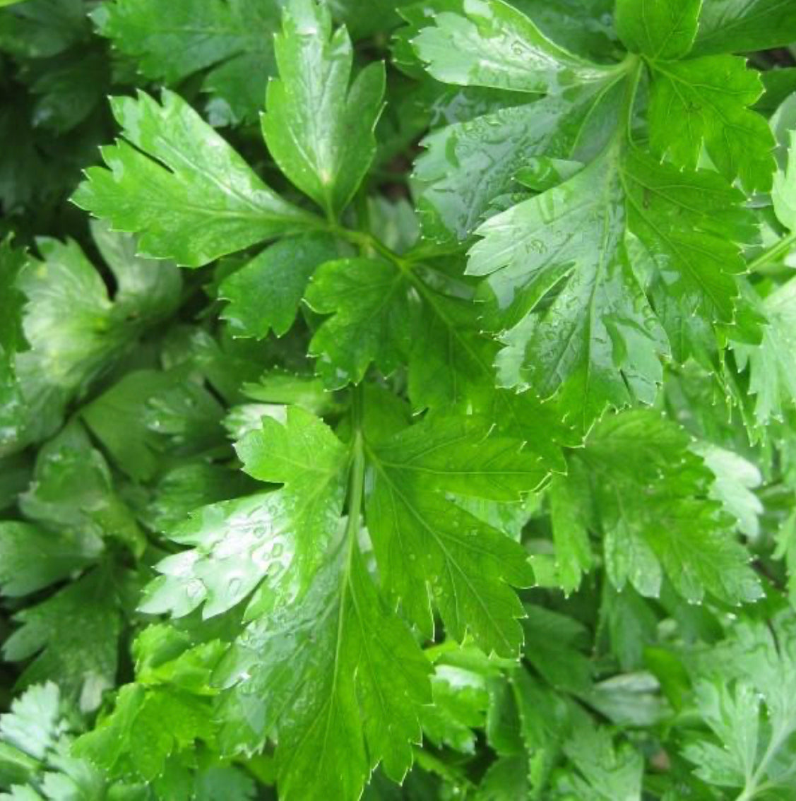 hudson valley gigante d’italia parsley seeds seed from flower + furbish Shop now at flower + furbish