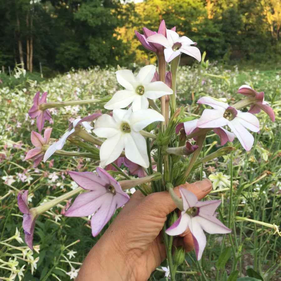 hudson valley lavender cloud nicotiana seeds seed from flower + furbish Shop now at flower + furbish