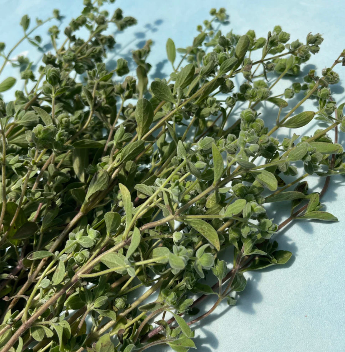 hudson valley marjoram seeds seed from flower + furbish Shop now at flower + furbish