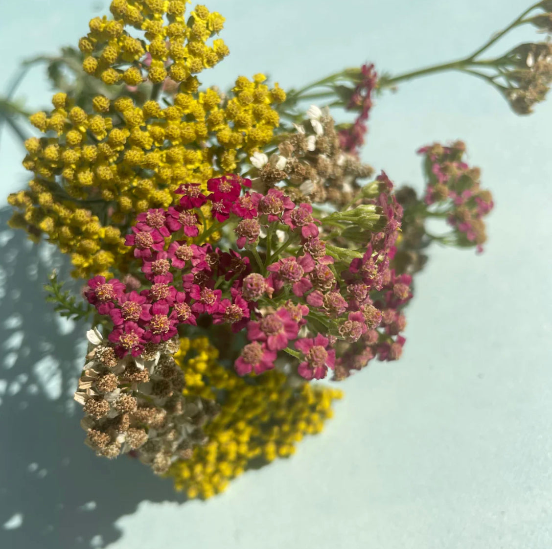 hudson valley multi-hued yarrow seeds seed from flower + furbish Shop now at flower + furbish