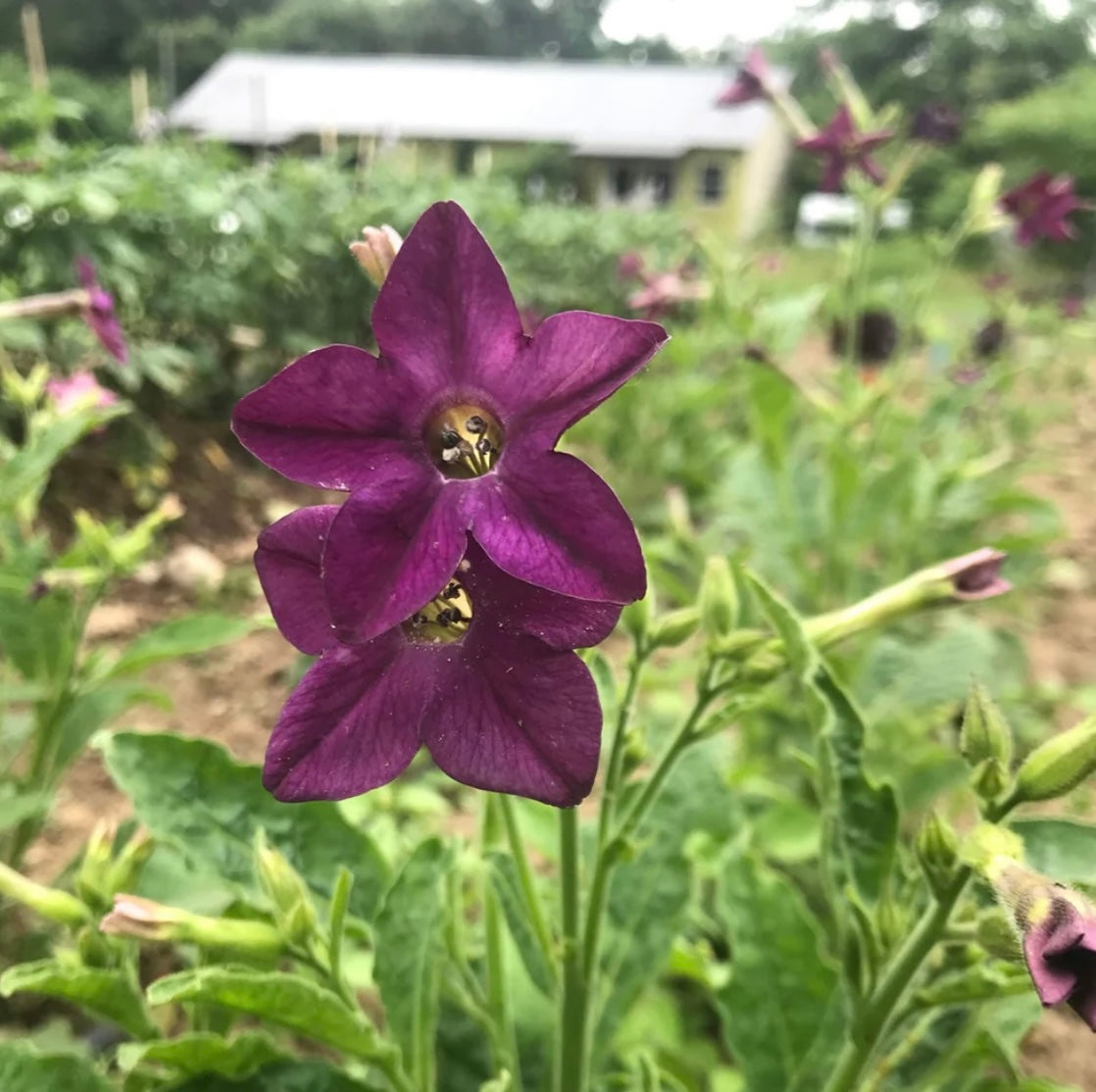 hudson valley purple perfume nicotiana seeds seed from flower + furbish Shop now at flower + furbish