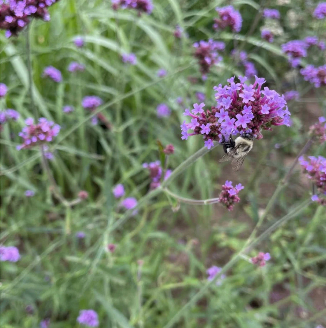 hudson valley purpletop vervain seeds seed from flower + furbish Shop now at flower + furbish