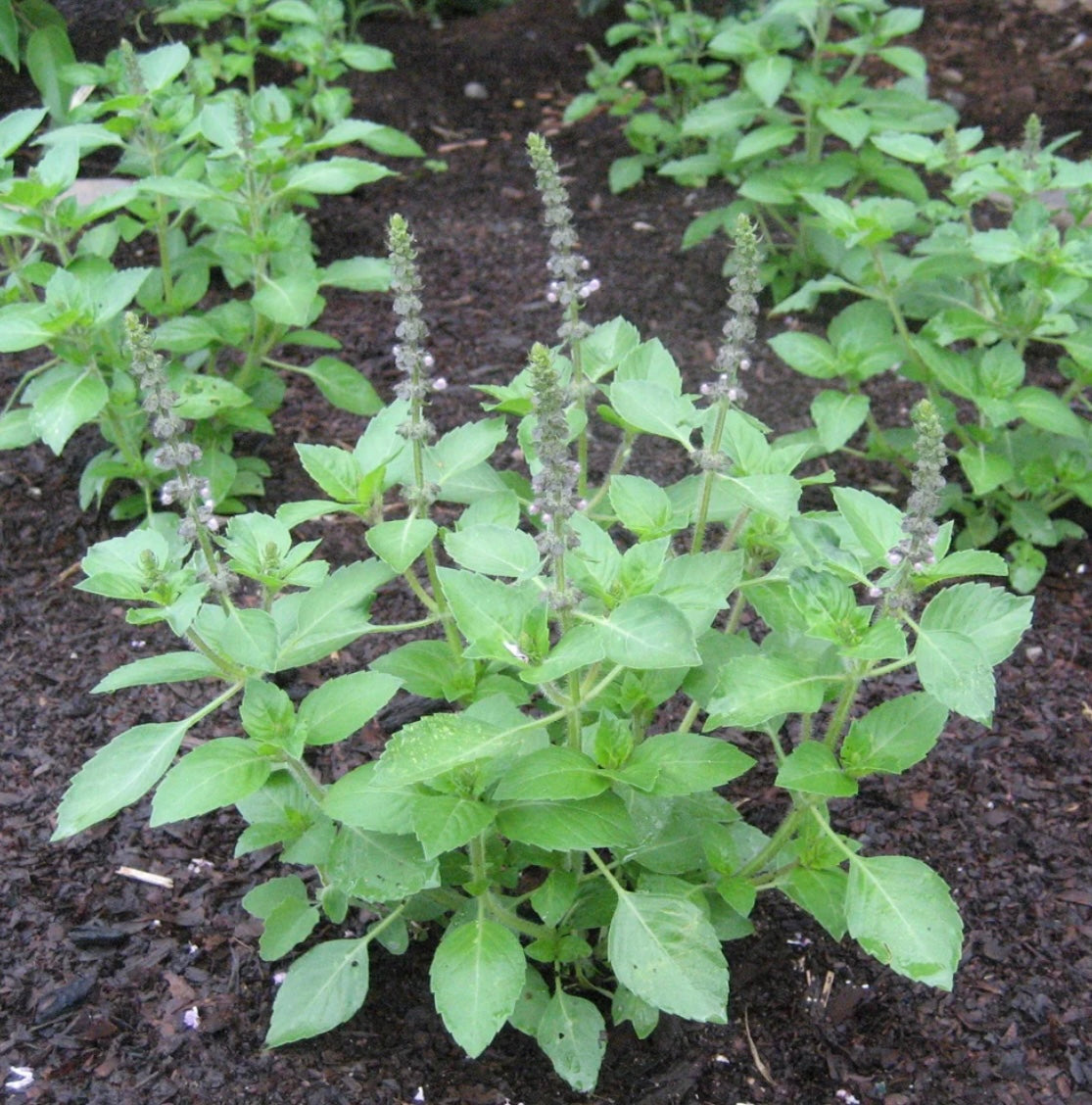 hudson valley sacred basil seeds seed from flower + furbish Shop now at flower + furbish