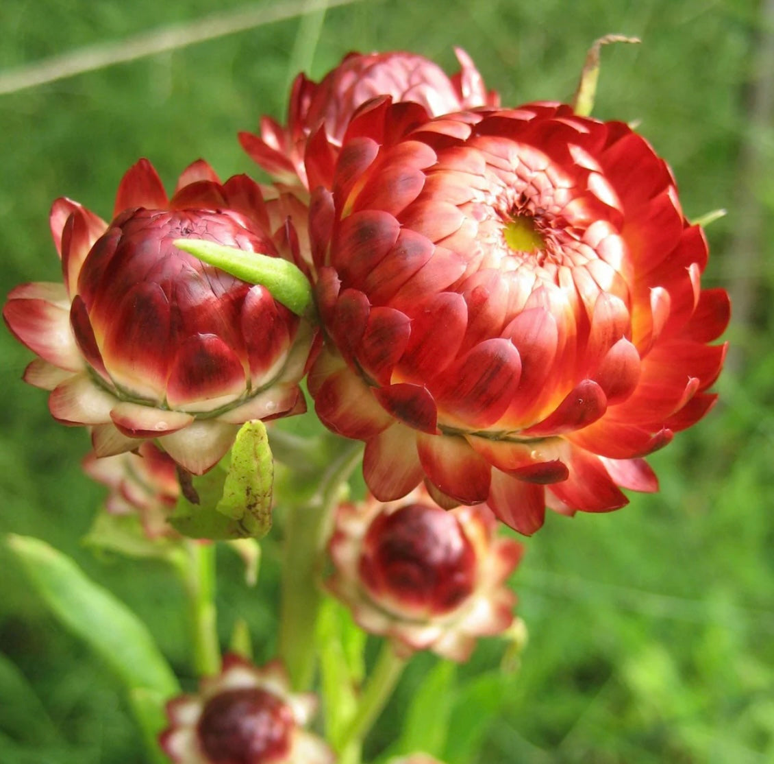 hudson valley strawflower seeds seed from flower + furbish Shop now at flower + furbish