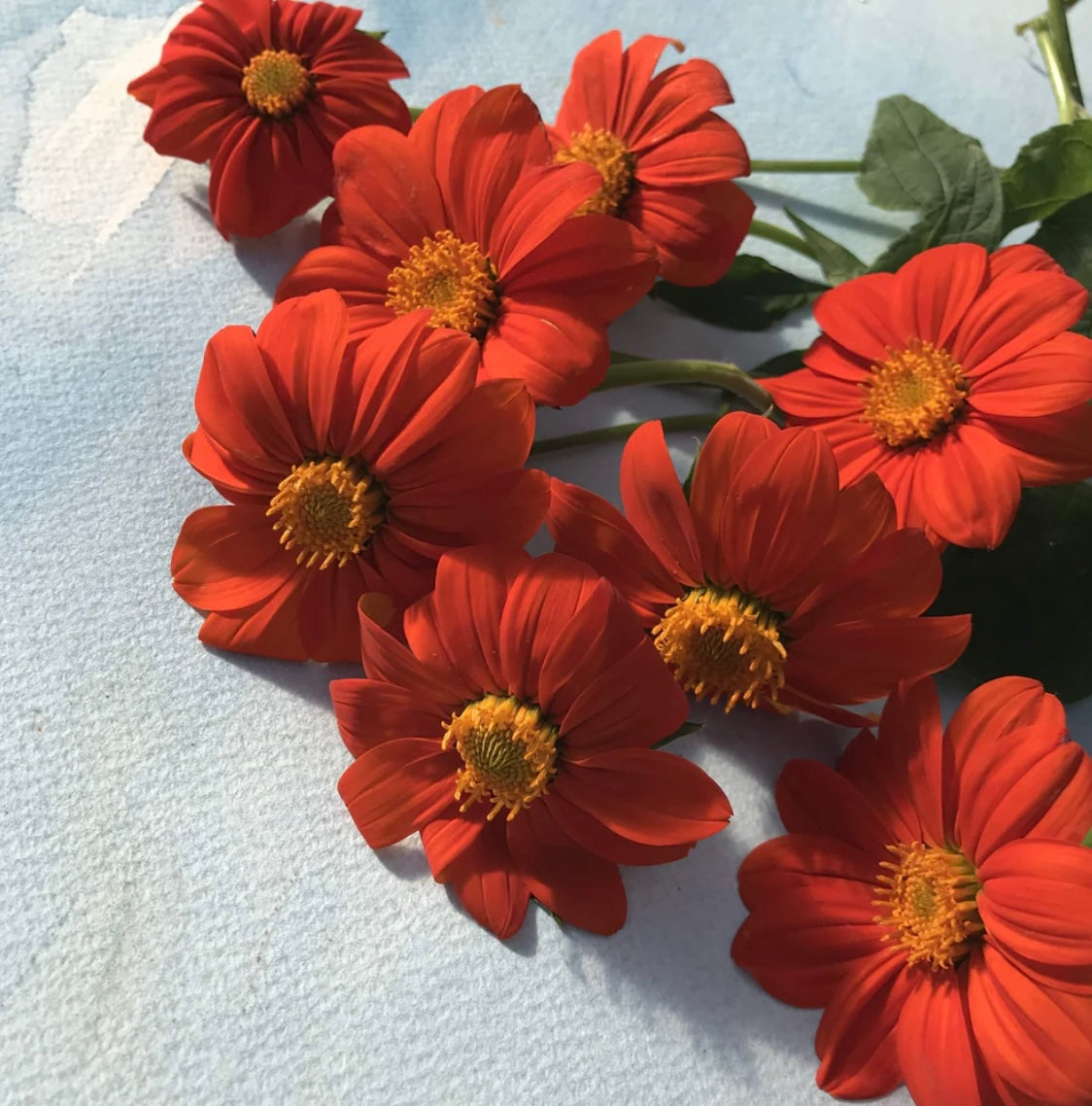 hudson valley torch tithonia seeds seed from flower + furbish Shop now at flower + furbish