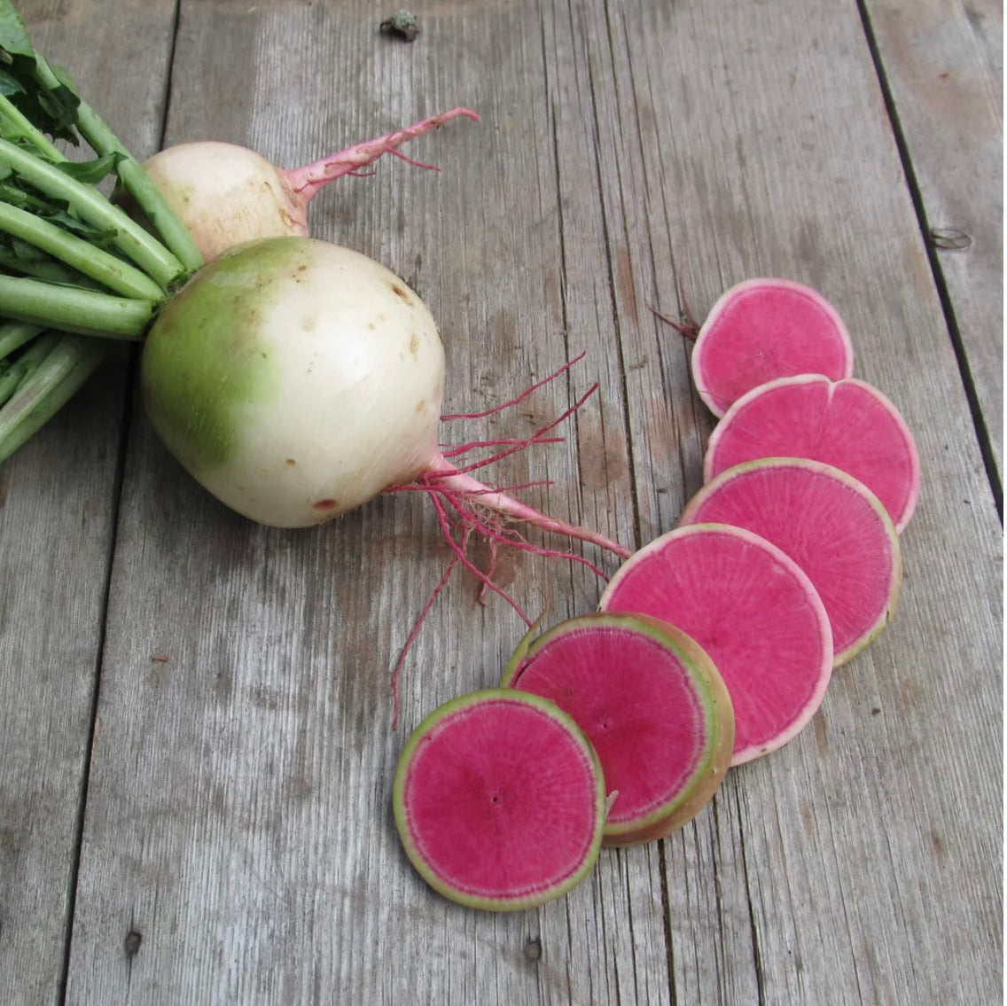 hudson valley watermelon radish seeds seed from flower + furbish Shop now at flower + furbish