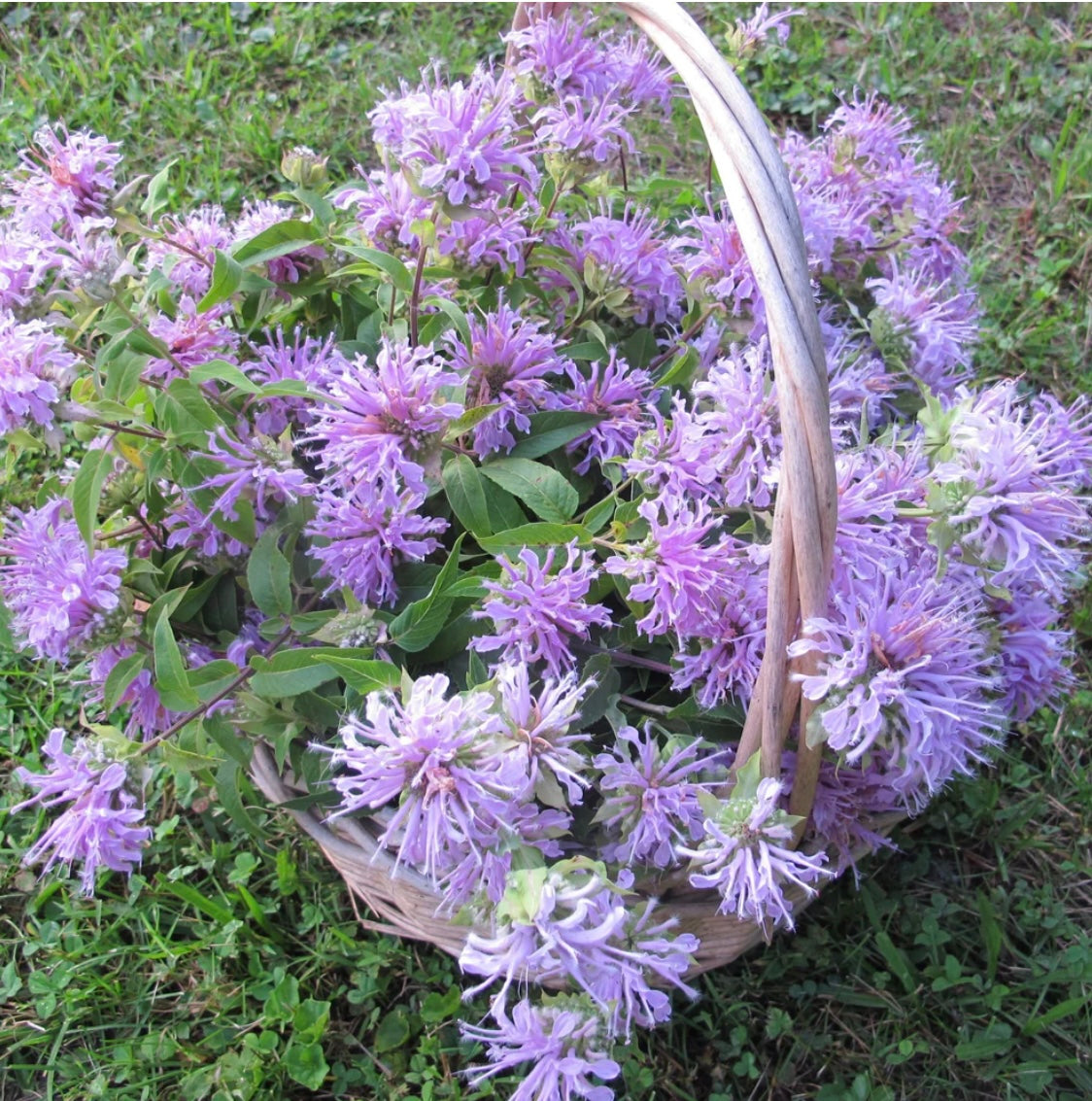 hudson valley wild bergamot seeds seed from flower + furbish Shop now at flower + furbish