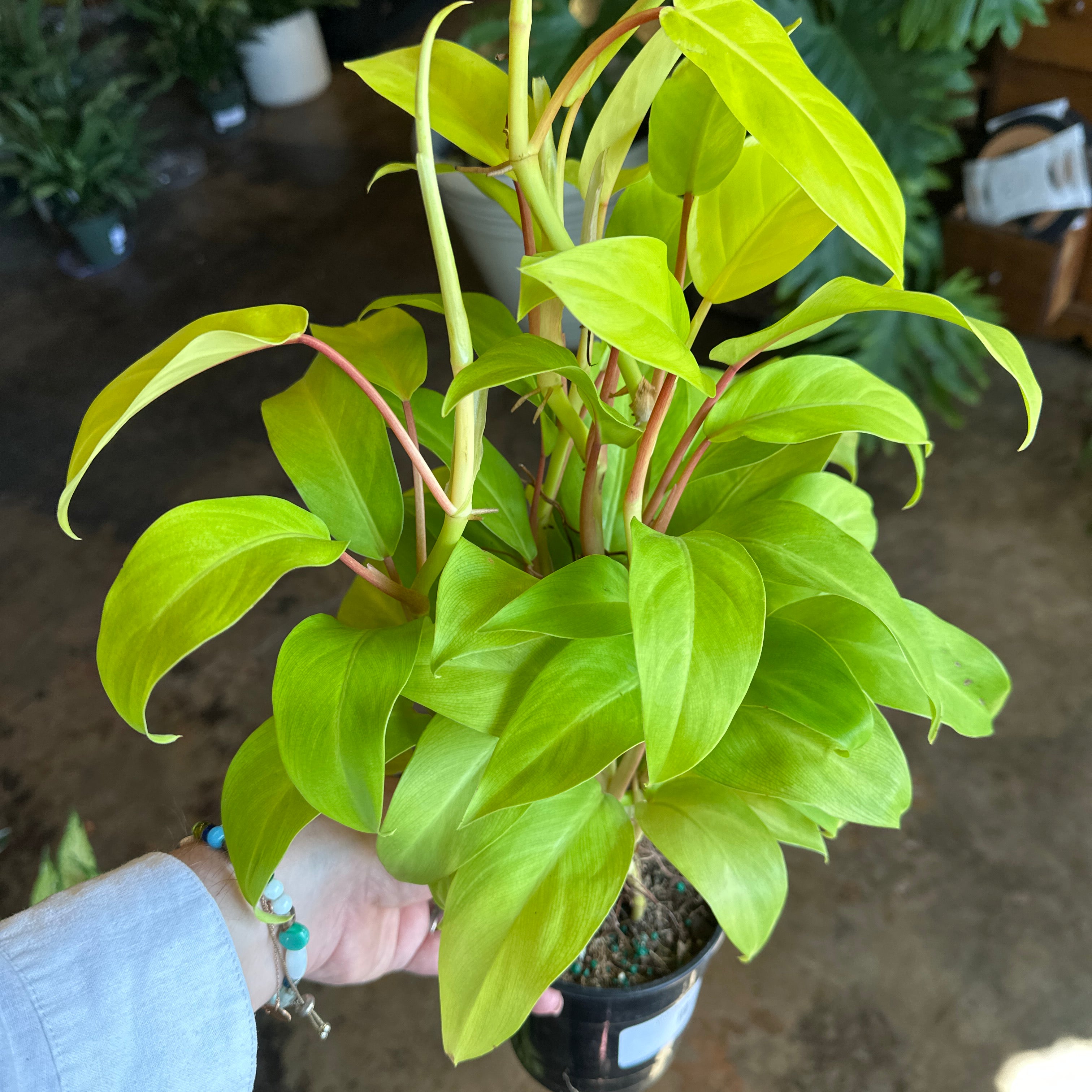 philodendron hederaceum lemon (lemon lime bush) shop now at flower + furbishMedium bright indirect light, moist, toxic