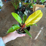 philodendron erubescens (prince of orange) shop now at flower + furbishDry to moist, Medium bright indirect light, toxic