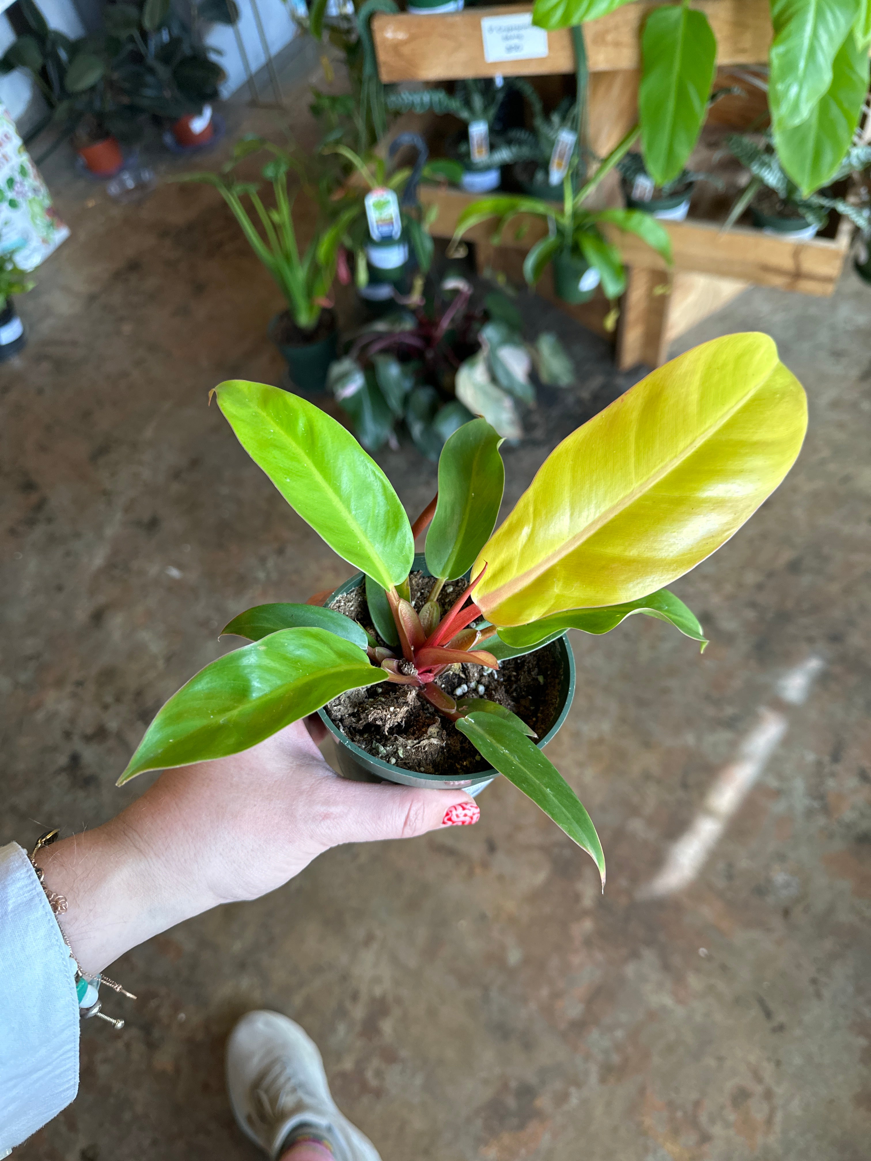 philodendron erubescens (prince of orange) shop now at flower + furbishDry to moist, Medium bright indirect light, toxic