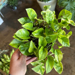 pothos lemon meringue shop now at flower + furbishany light, Dry to moist, toxic