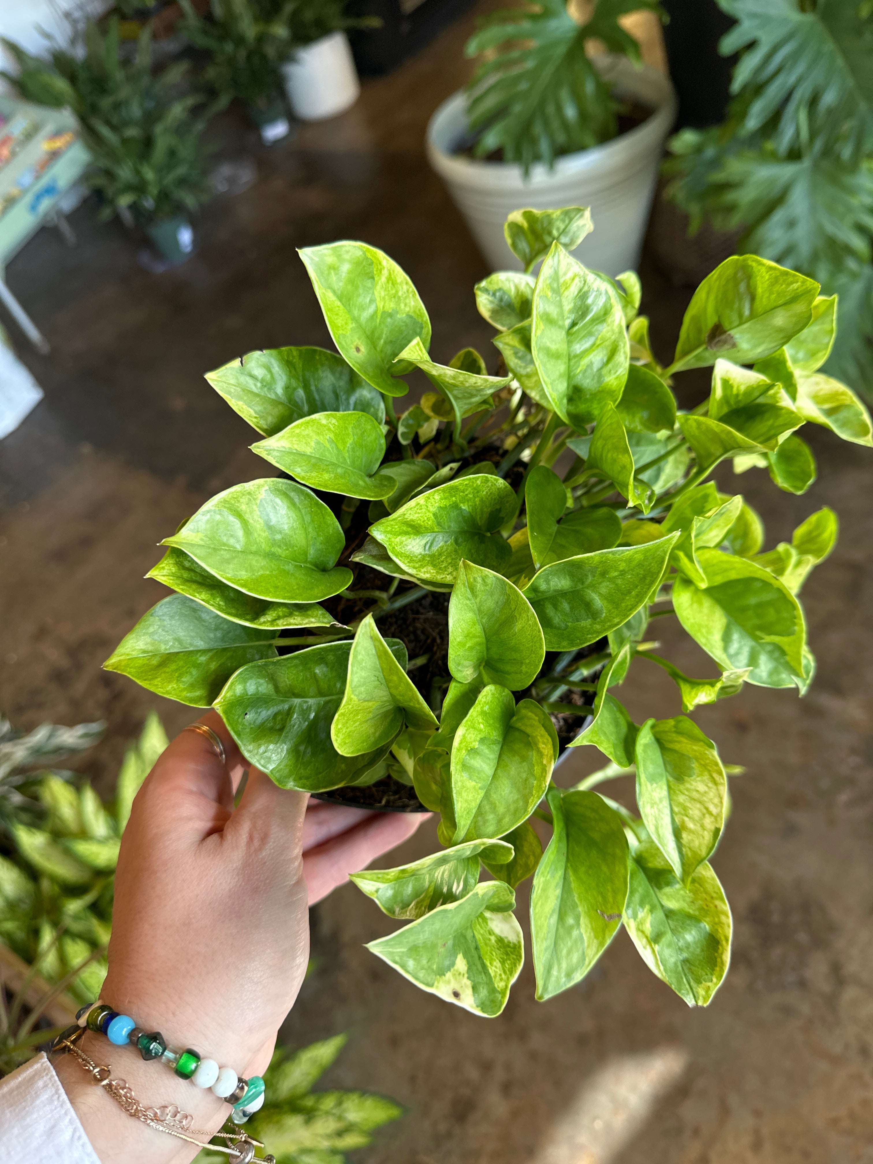 pothos lemon meringue shop now at flower + furbishany light, Dry to moist, toxic