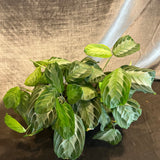 maranta leuconeura (silver band) maranta from flower + furbish Shop now at flower + furbish