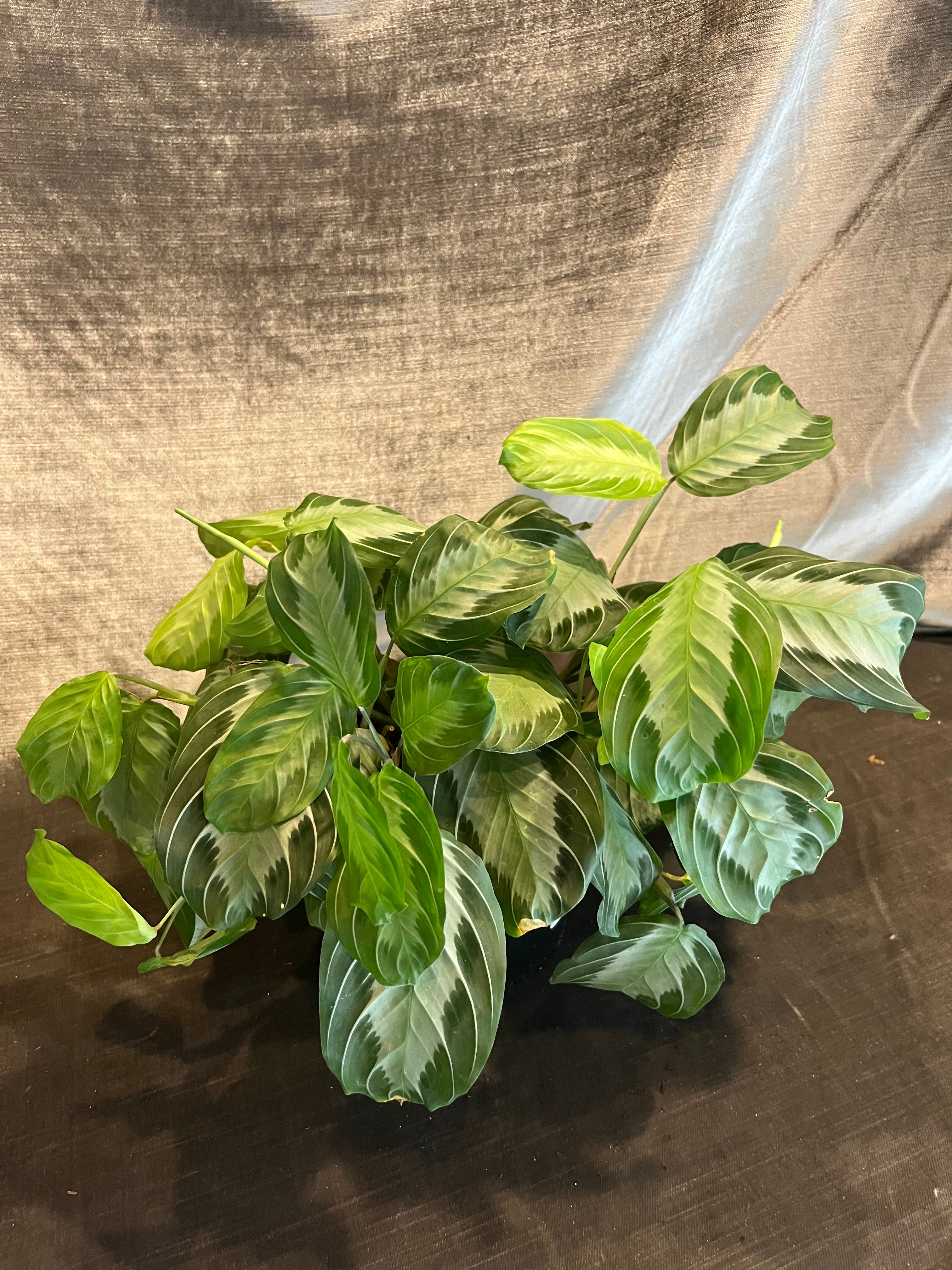 maranta leuconeura (silver band) maranta from flower + furbish Shop now at flower + furbish