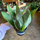 moonshine sansevieria sansevieria from flower + furbish Shop now at flower + furbish