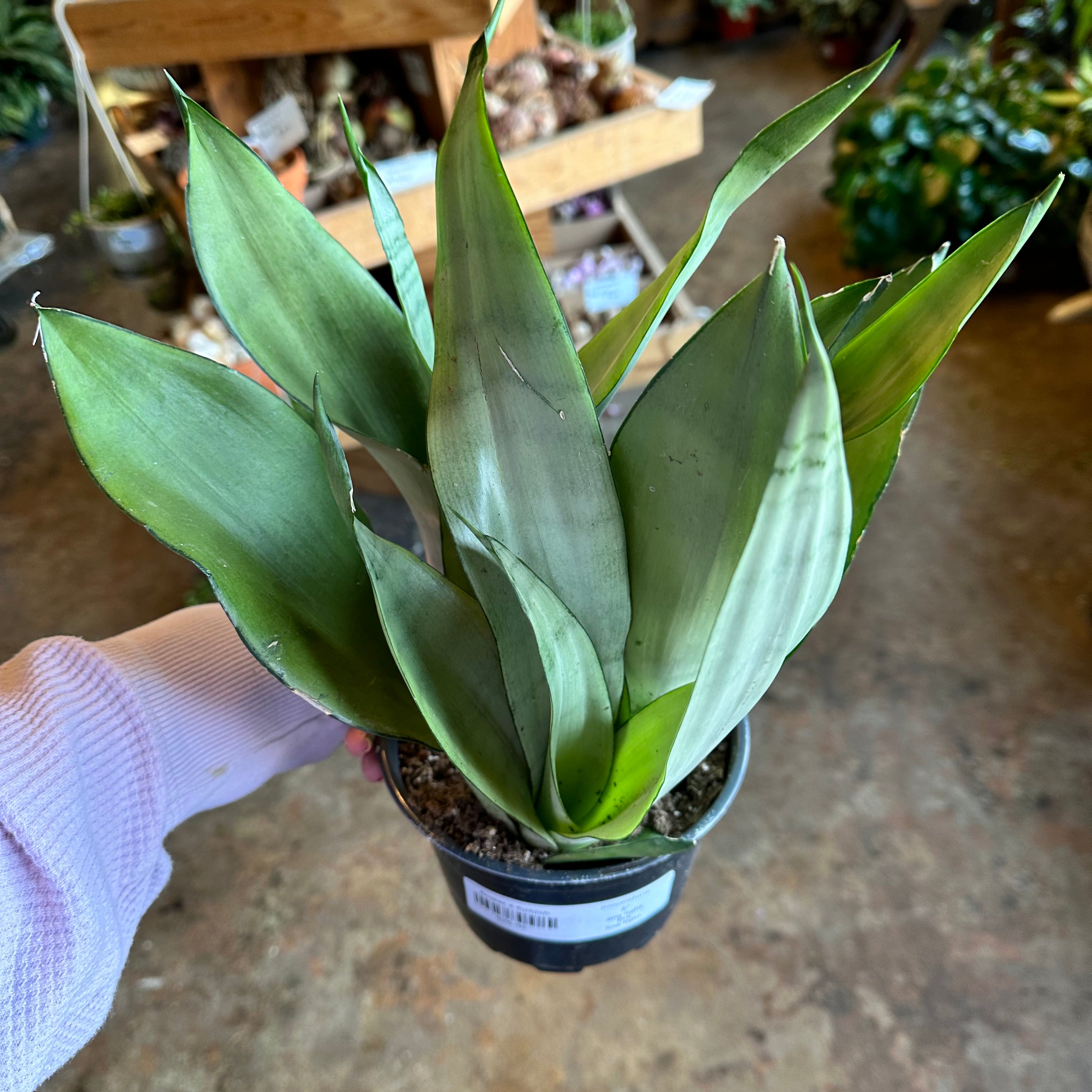 moonshine sansevieria sansevieria from flower + furbish Shop now at flower + furbish