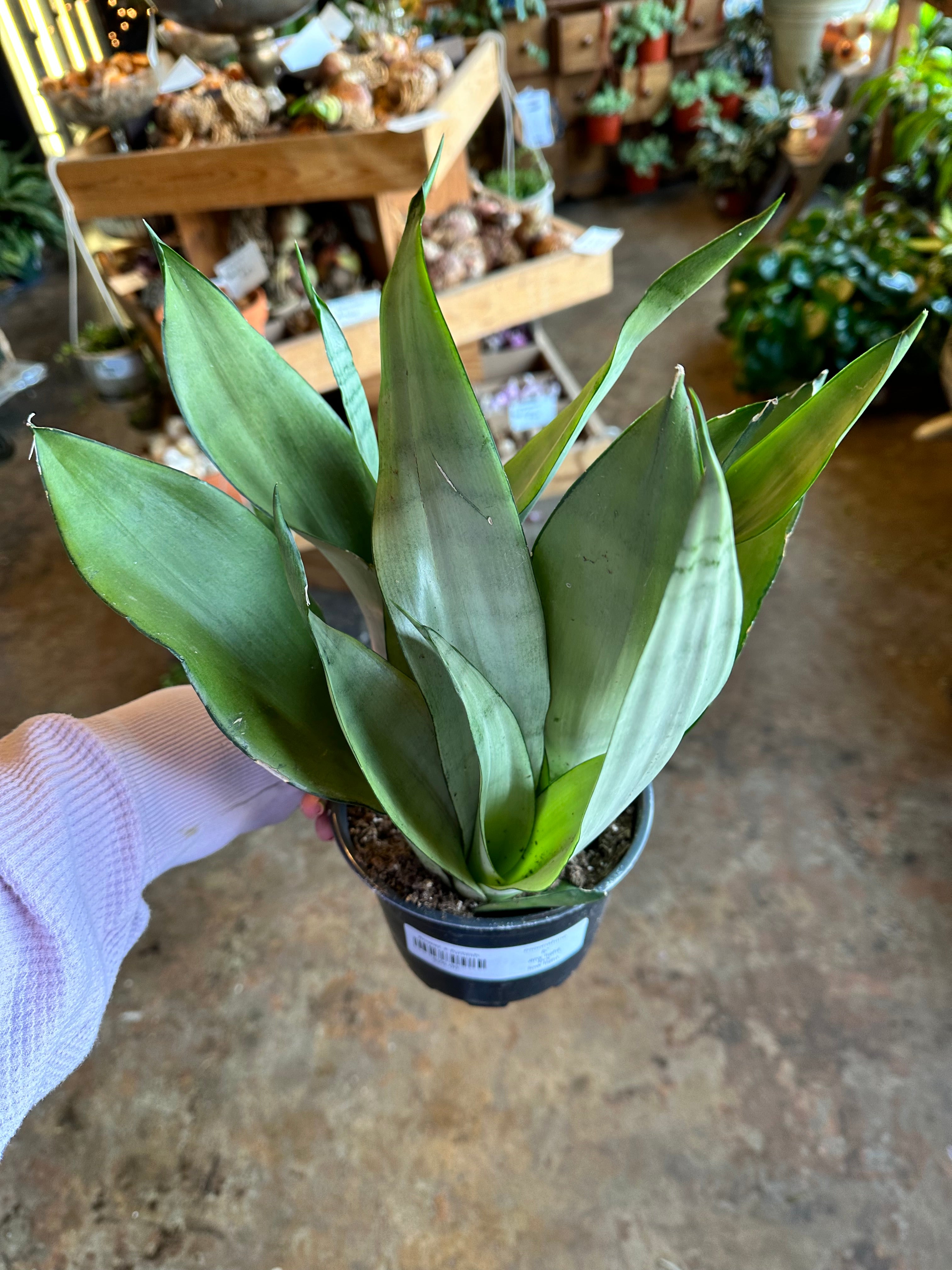 moonshine sansevieria sansevieria from flower + furbish Shop now at flower + furbish