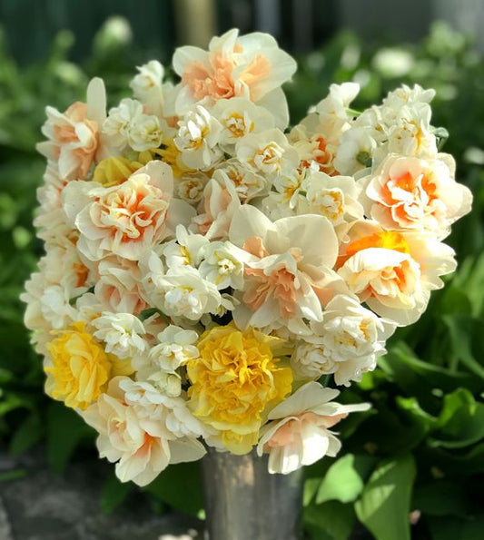 double narcissus mixture shop now at flower + furbishBulbs, garden, shipping