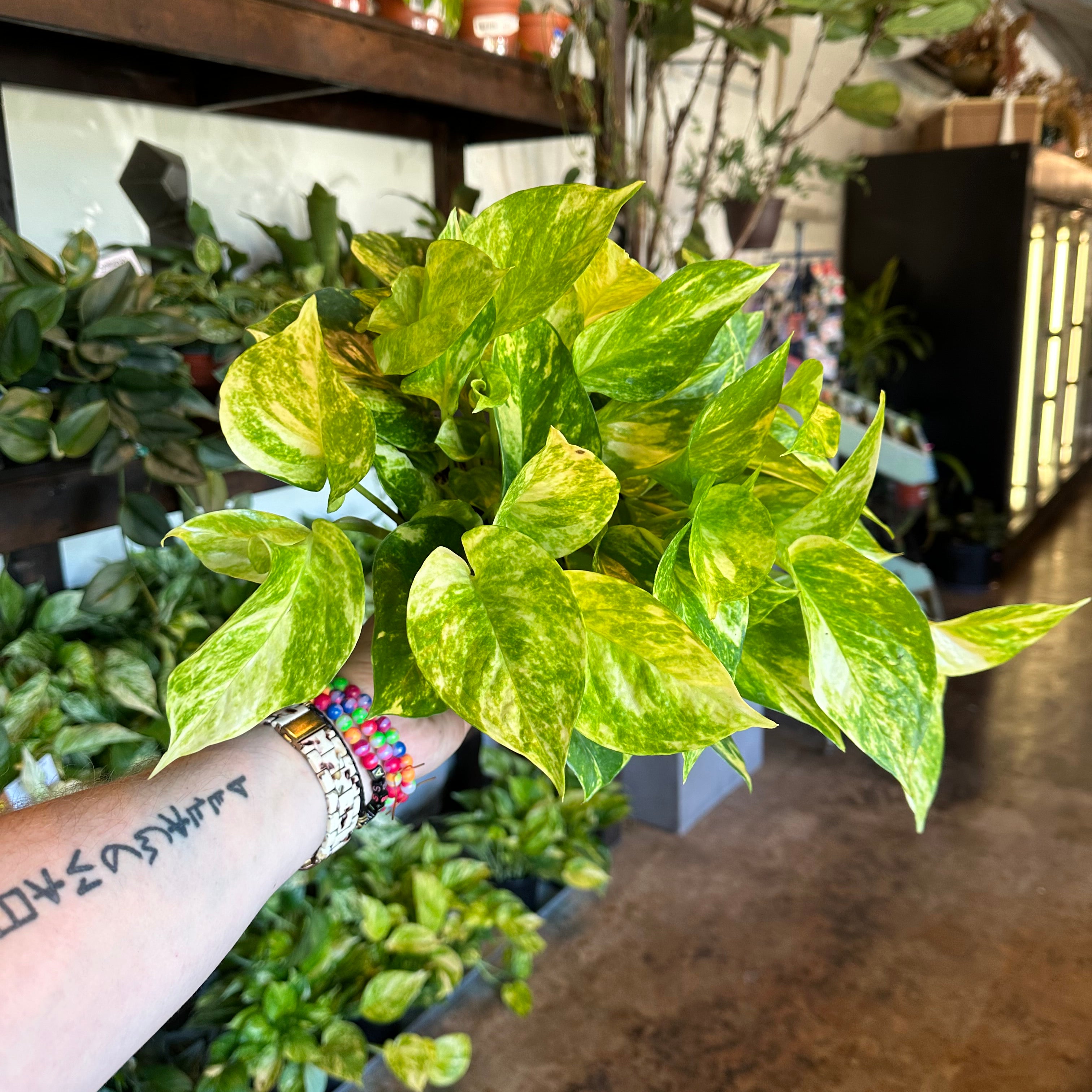 epipremnum aureum (neon queen pothos) pothos from flower + furbish Shop now at flower + furbish