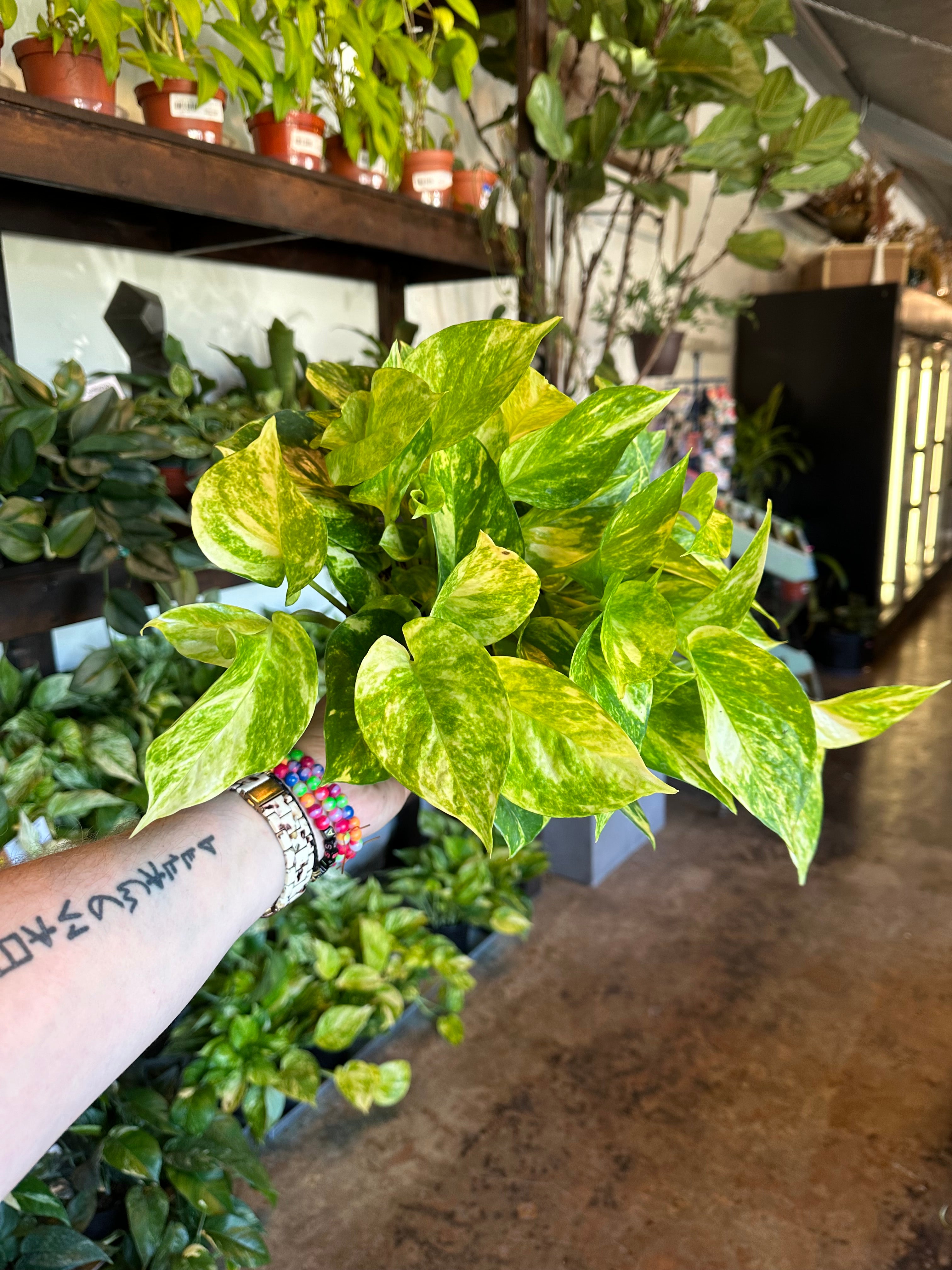 epipremnum aureum (neon queen pothos) pothos from flower + furbish Shop now at flower + furbish