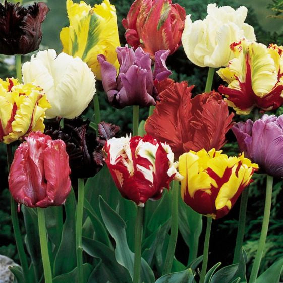 parrot tulip mixture shop now at flower + furbishBulbs, garden, shipping