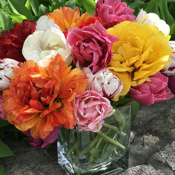 peony flowering tulip mixture shop now at flower + furbishBulbs, garden, shipping