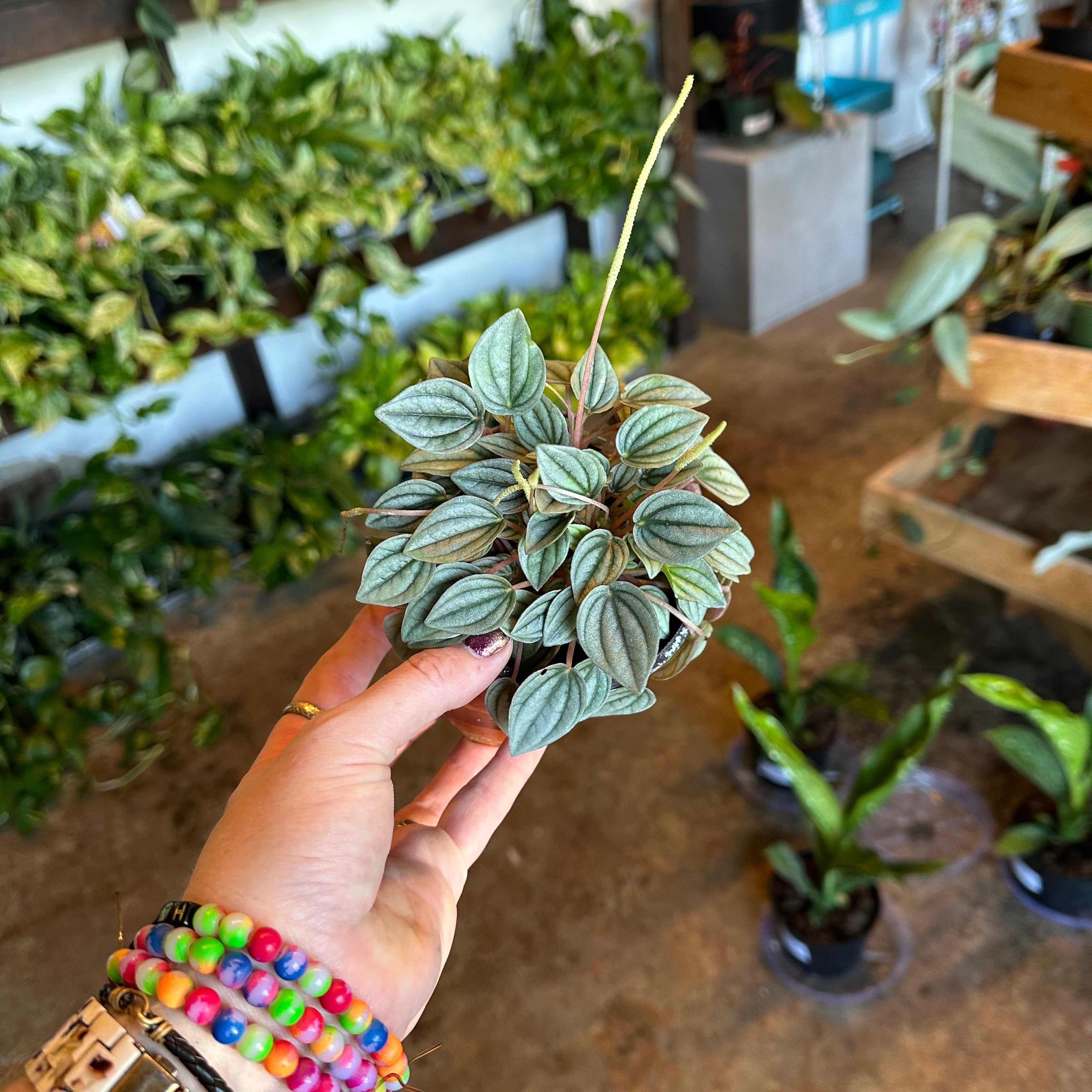 peperomia caperata (napoli nights) peperomia from flower + furbish Shop now at flower + furbish