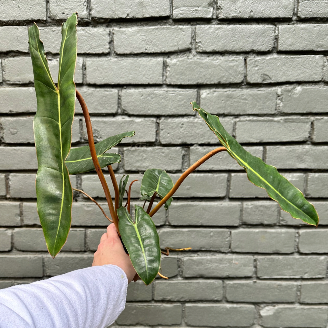 philodendron billietiae (billie) philodendron from flower + furbish Shop now at flower + furbish