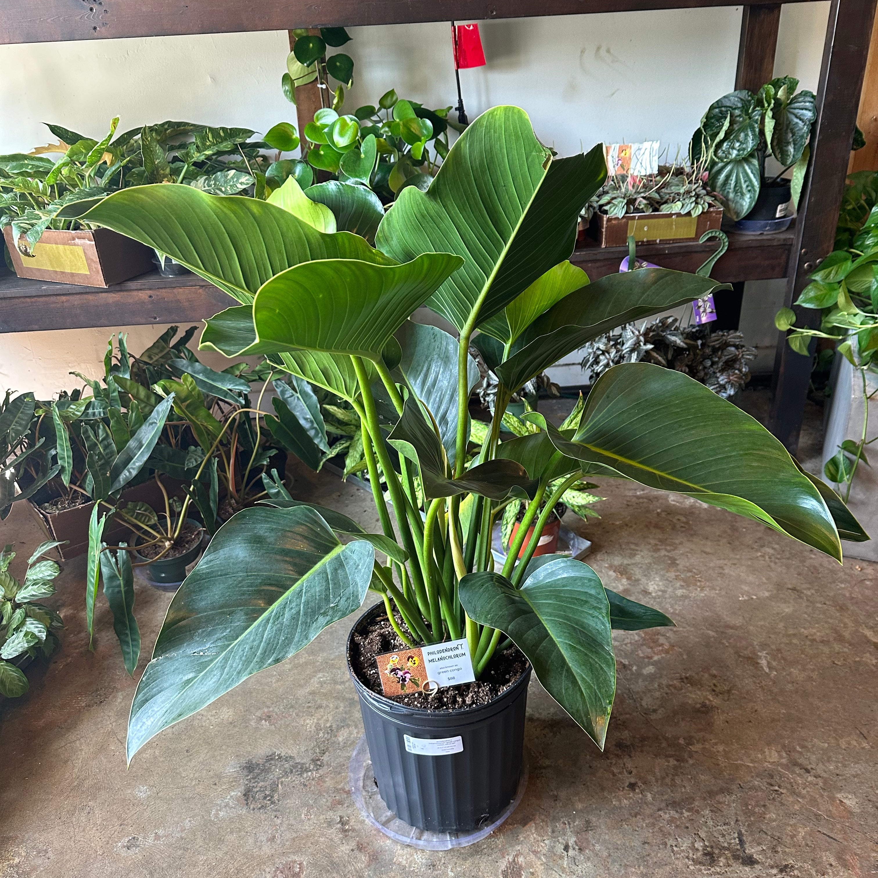 philodendron t. melanochlorum (green congo) shop now at flower + furbishDry to moist, Medium bright indirect light, toxic