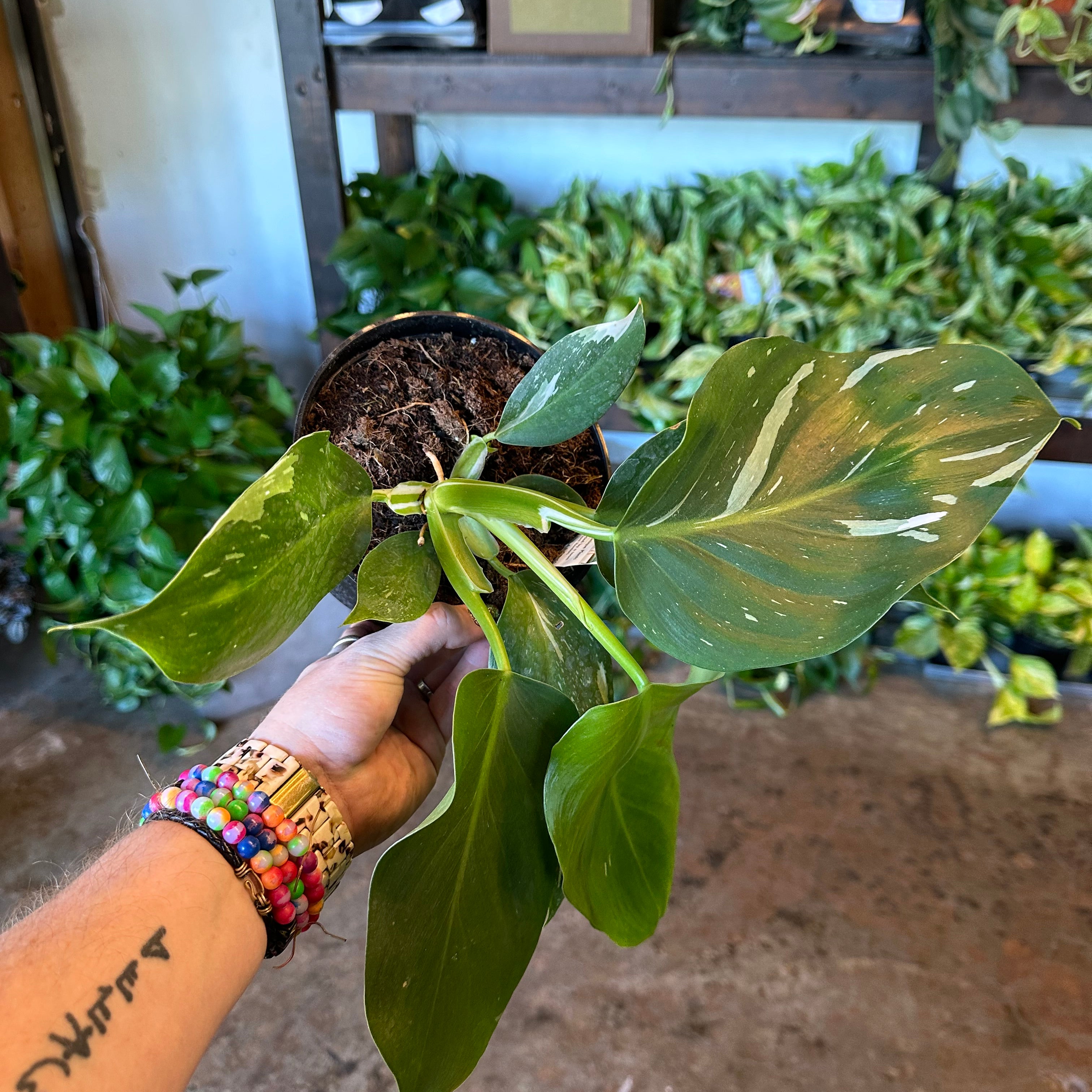 philodendron erubescens (white knight) shop now at flower + furbishDry to moist, Medium bright indirect light, toxic