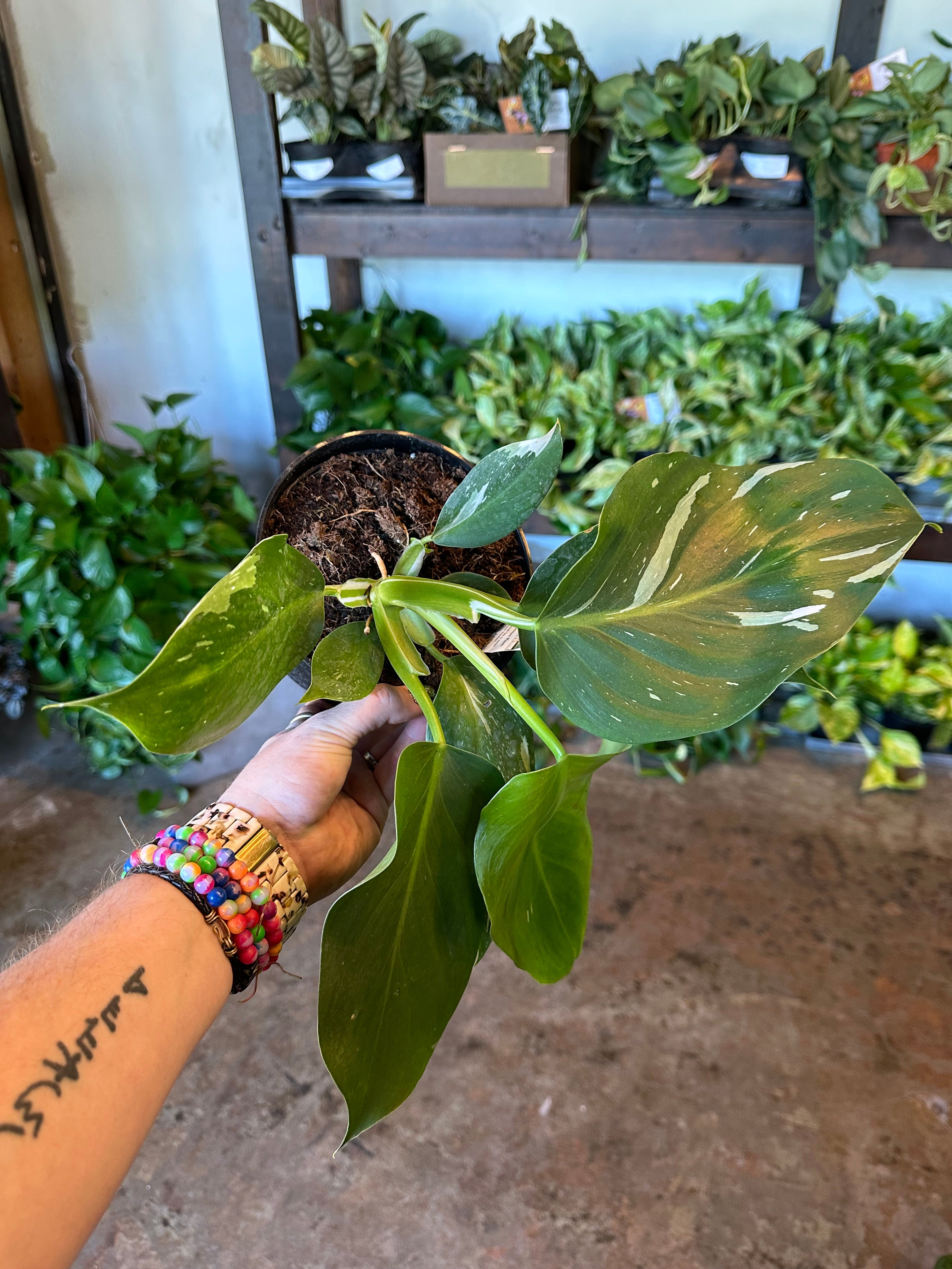 philodendron erubescens (white knight) shop now at flower + furbishDry to moist, Medium bright indirect light, toxic