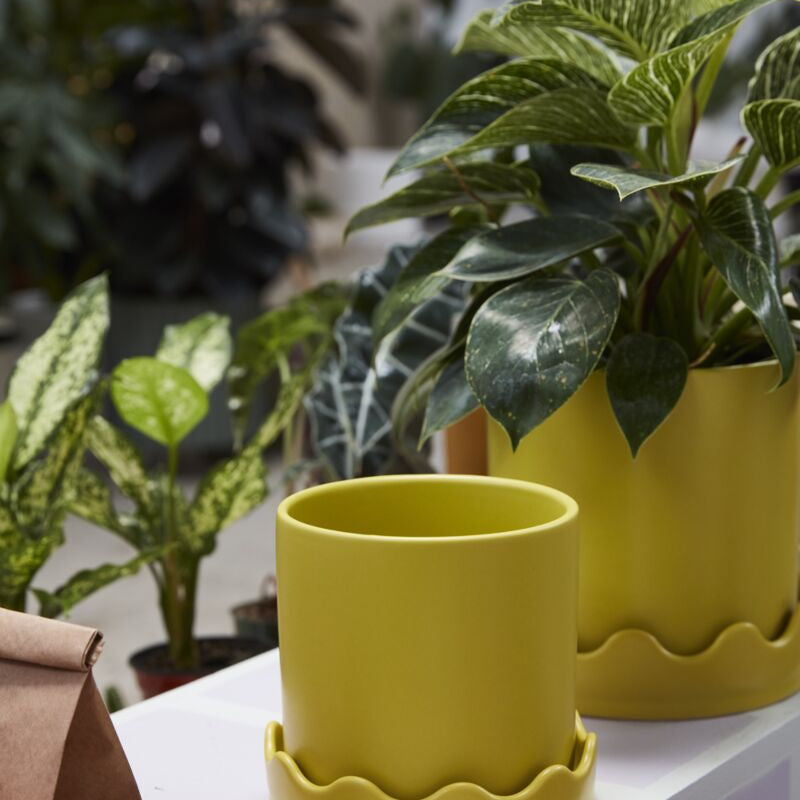 pissarro pot plant pot from flower + furbish Shop now at flower + furbish