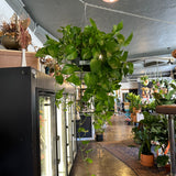 epipremnum aureum (pothos jade) shop now at flower + furbishany light, Dry to moist, toxic