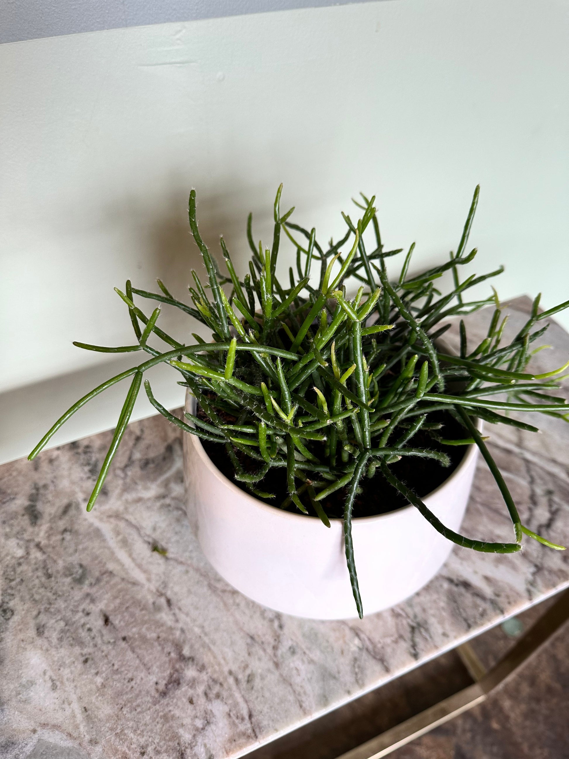 rhipsalis baccifera (mistletoe cactus) Rhipsalis from flower + furbish Shop now at flower + furbish