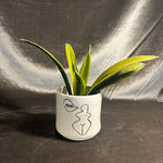 roar pot shop now at flower + furbishGift, plant pot, Planter, Pot, shipping, vessel