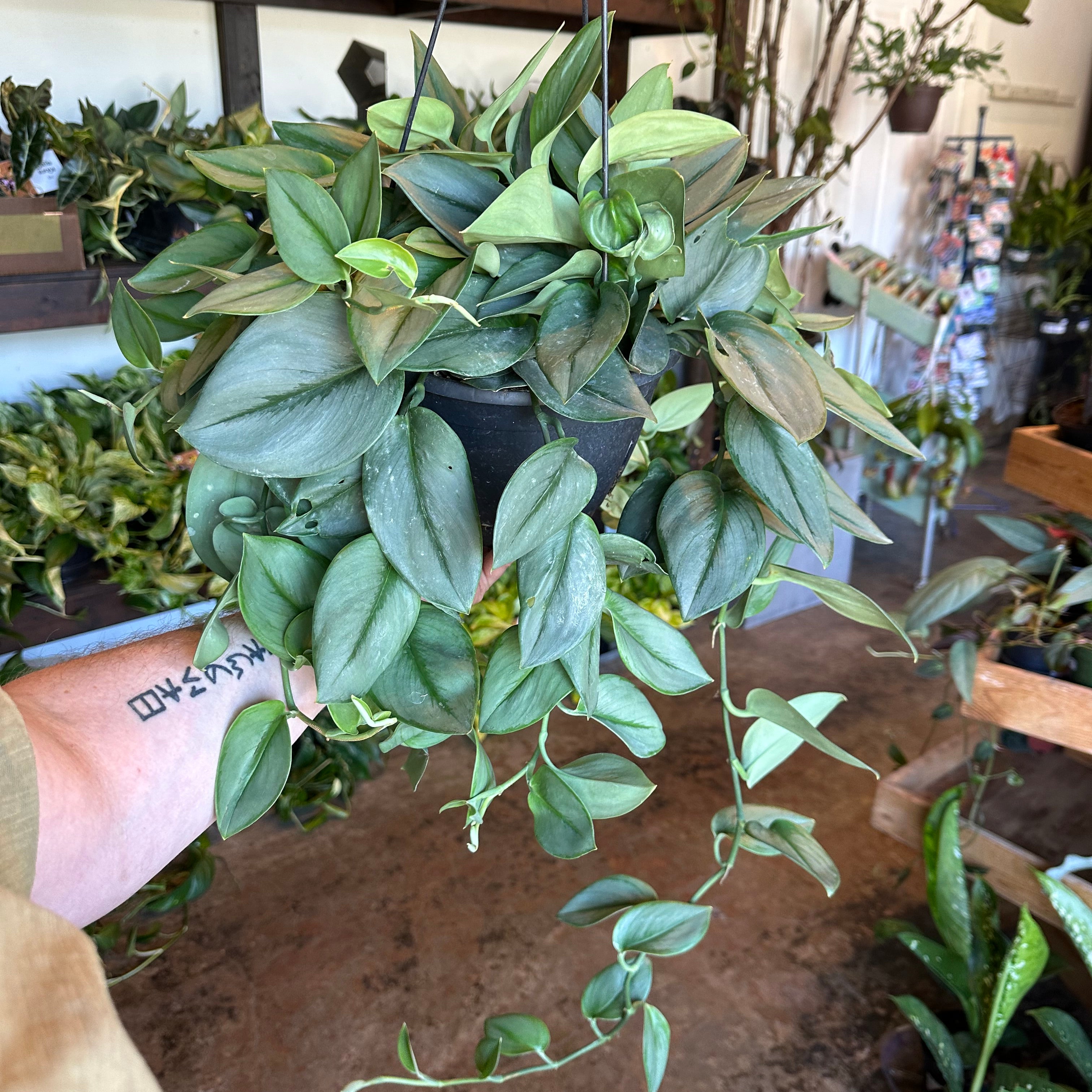 scindapsus treubii ‘moonlight’ (midnight pothos) shop now at flower + furbishany light, Dry to moist, toxic