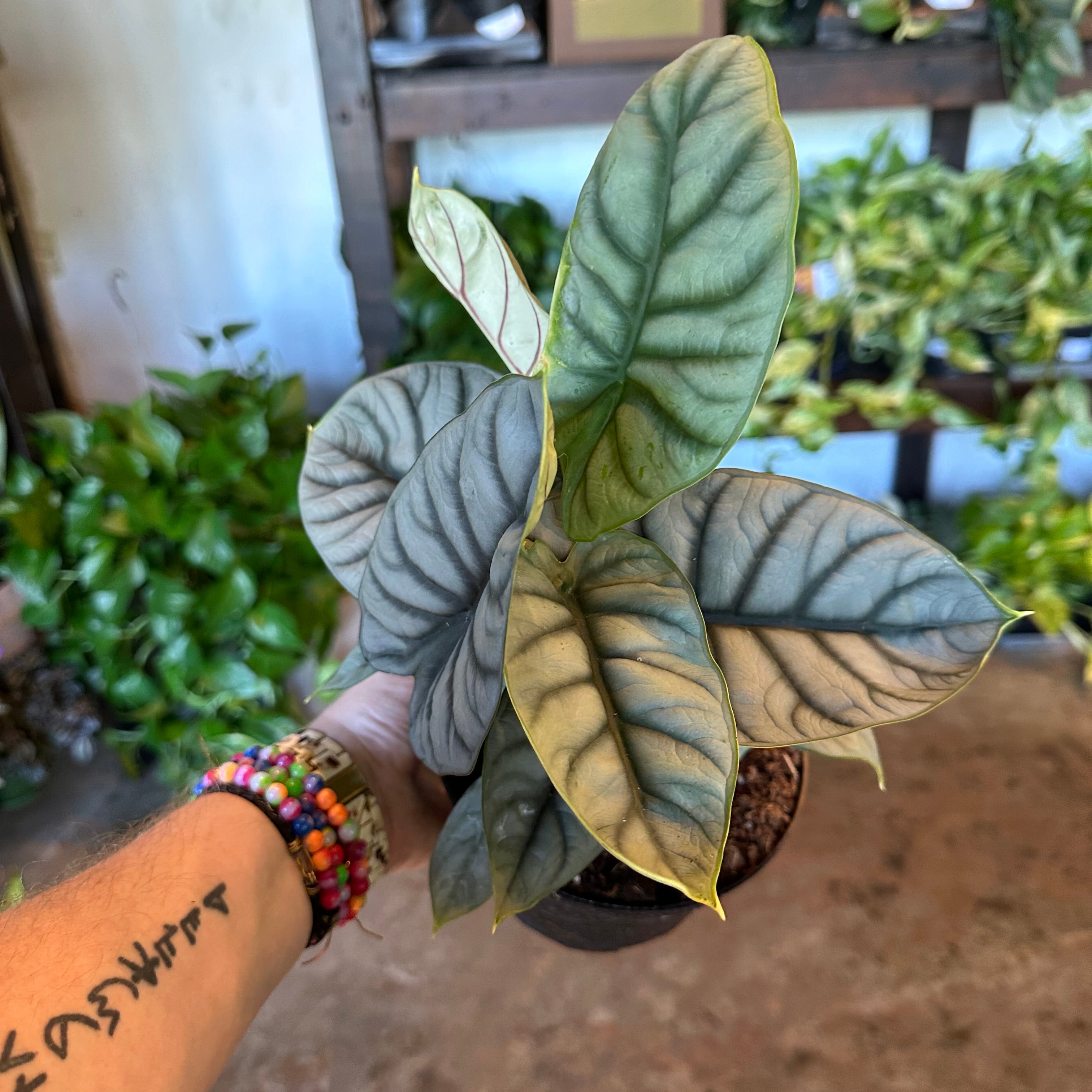 alocasia baginda (silver dragon) shop now at flower + furbishalocasia, bright light, toxic